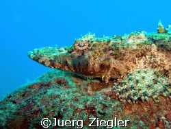 Crocodile Fish on the "look out" ...

Mataking, Sabah, ... by Juerg Ziegler 